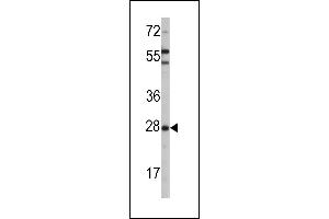 Western blot analysis of OPRS1 (arrow) using rabbit polyclonal OPRS1 Antibody (N-term) (ABIN389221 and ABIN2839374). (SIGMAR1 Antikörper  (N-Term))