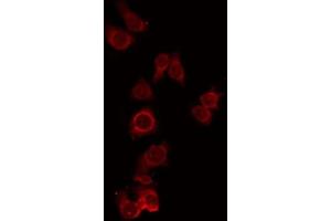 ABIN6274971 staining RAW264. (CPN1 Antikörper  (C-Term))