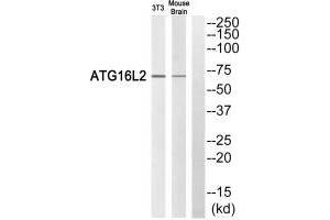 Western blot analysis of extracts from 3T3 cells and mouse brain cells, using ATG16L2 antibody. (ATG16L2 Antikörper)