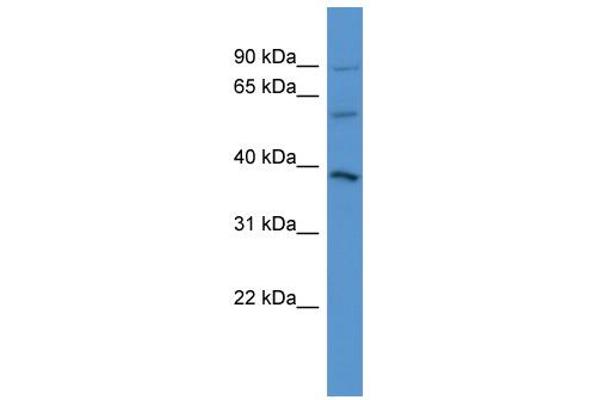 NETO1 Antikörper  (C-Term)