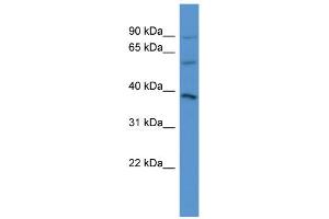 WB Suggested Anti-NETO1 Antibody Titration: 0.