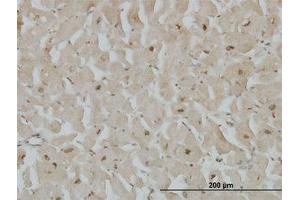 Image no. 4 for anti-Cytoglobin (CYGB) (AA 1-191) antibody (ABIN466266) (CYGB Antikörper  (AA 1-191))