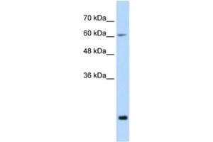 Western Blotting (WB) image for anti-Fused in Sarcoma (FUS) antibody (ABIN2462078) (FUS Antikörper)