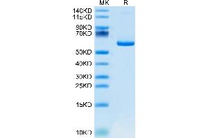 Mouse APLN on Tris-Bis PAGE under reduced condition. (Apelin Protein (APLN) (AA 23-77) (Fc Tag))