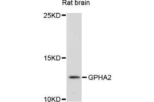 GPHa2 Antikörper