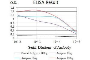 Image no. 5 for anti-Calcium/calmodulin-Dependent Protein Kinase IV (CAMK4) antibody (ABIN1491438) (CAMK4 Antikörper)
