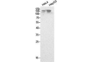 Western Blot (WB) analysis of HeLa, HepG2 cells using NCoA-3 Polyclonal Antibody.