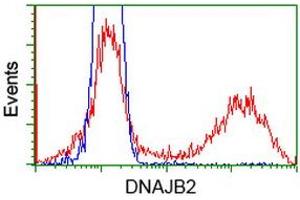 Image no. 4 for anti-DnaJ (Hsp40) Homolog, Subfamily B, Member 2 (DNAJB2) antibody (ABIN1497868)
