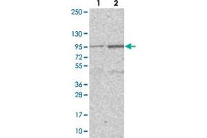Western blot analysis of Lane 1: Negative control (vector only transfected HEK293T lysate). (PIGN Antikörper)