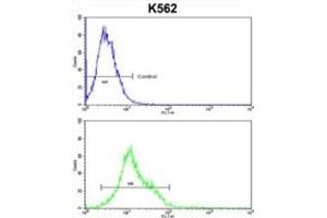 Flow Cytometry (FACS) image for anti-Heat Shock 105kDa/110kDa Protein 1 (HSPH1) antibody (ABIN3001677) (HSPH1 Antikörper)