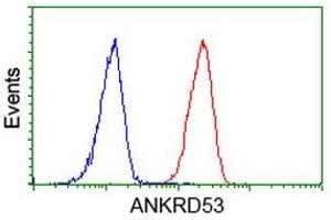 Image no. 3 for anti-Ankyrin Repeat Domain 53 (ANKRD53) (AA 1-300) antibody (ABIN1490721) (ANKRD53 Antikörper  (AA 1-300))