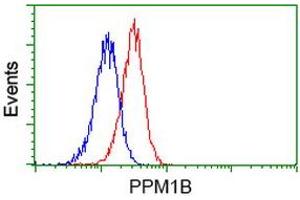 Flow Cytometry (FACS) image for anti-Protein Phosphatase, Mg2+/Mn2+ Dependent, 1B (PPM1B) antibody (ABIN1500374) (PPM1B Antikörper)