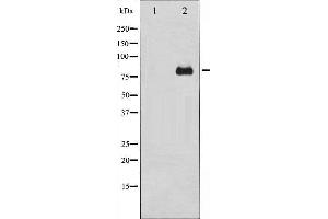 Western Blotting (WB) image for anti-Protein Kinase C, delta (PKCd) antibody (ABIN1844796) (PKC delta Antikörper)