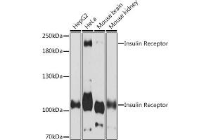 Western blot analysis of extracts of various cell lines, using Insulin Receptor Rabbit pAb (ABIN7267890) at 1:3000 dilution. (Insulin Receptor Antikörper  (AA 1281-1382))