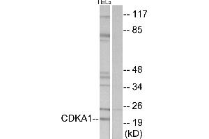 Western blot analysis of extracts from HeLa cells, using CDKA1antibody.