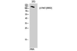 Western Blotting (WB) image for anti-Period Circadian Protein 2 (PER2) (pSer662) antibody (ABIN3173295) (PER2 Antikörper  (pSer662))