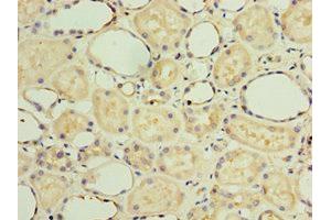 Immunohistochemistry of paraffin-embedded human kidney tissue using ABIN7154311 at dilution of 1:100 (GS28 Antikörper  (AA 1-115))