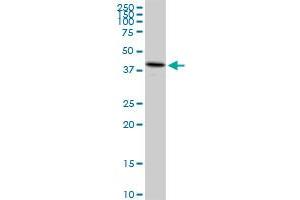Western Blotting (WB) image for anti-Ubiquinol-Cytochrome C Reductase Core Protein II (UQCRC2) (AA 1-453) antibody (ABIN521273)