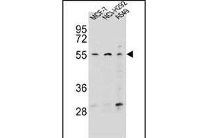 ZN Antibody (N-term) (ABIN656458 and ABIN2845742) western blot analysis in MCF-7,NCI-,A549 cell line lysates (35 μg/lane). (Zinc Finger Protein 117 Antikörper  (N-Term))