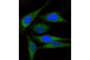 Immunofluorescence (IF) image for anti-Myosin, Light Chain 1, Alkali, Skeletal, Fast (MYL1) (AA 101-135) antibody (ABIN6243894)