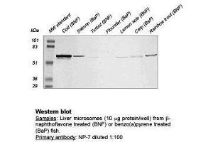 Western Blot (CYP1A Antikörper)