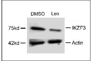 Western blot analysis of extracts from  cells, treated with DMSO or lenalidomide, using rabbit polyclonal IKZF3 Antibody (Center) (ABIN651843 and ABIN2840420). (IKZF3 Antikörper  (AA 76-103))