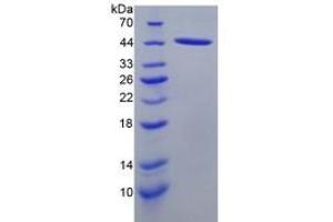 SDS-PAGE analysis of Rat SLC Protein.