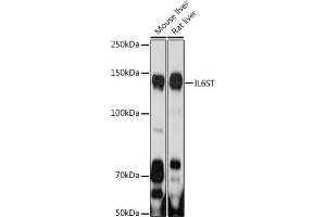 Western blot analysis of extracts of various cell lines, using IL6ST antibody (ABIN7268003) at 1:1000 dilution. (CD130/gp130 Antikörper  (AA 678-857))