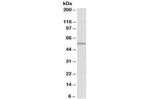 Western blot testing of HEK293 lysate with TPH2 antibody at 0. (Tryptophan Hydroxylase 2 Antikörper)