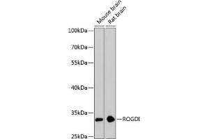 Western blot analysis of extracts of various cell lines, using ROGDI antibody (ABIN6133425, ABIN6147070, ABIN6147071 and ABIN6224945) at 1:3000 dilution. (ROGDI Antikörper  (AA 1-140))