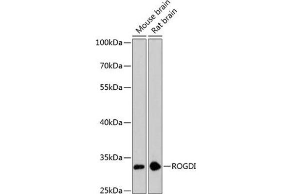 ROGDI Antikörper  (AA 1-140)