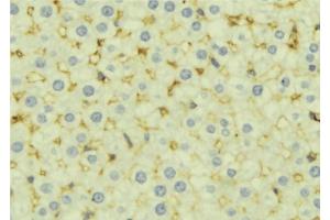 ABIN6277148 at 1/100 staining Mouse liver tissue by IHC-P.