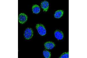 Immunofluorescence (IF) image for anti-Serpin Family C Member 1 (SERPINC1) antibody (ABIN3002768) (SERPINC1 Antikörper)