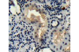 IHC-P analysis of Kidney tissue, with DAB staining. (WNT16 Antikörper  (AA 30-365))