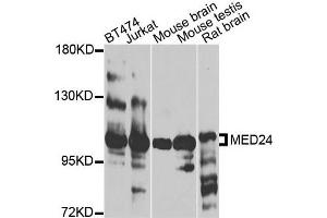 Western blot analysis of extracts of various cells, using MED24 antibody. (MED24 Antikörper)