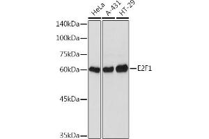 Western blot analysis of extracts of various cell lines, using E2F1 Rabbit pAb (ABIN3022839, ABIN3022840, ABIN3022841, ABIN1512843 and ABIN6219253) at 1:1000 dilution. (E2F1 Antikörper)