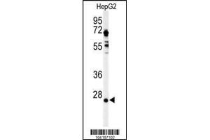 Western blot analysis of UCHL3 in HepG2 cell line lysates (35ug/lane)