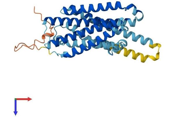 MC1 Receptor Protein (AA 1-315) (His tag)