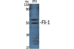 Western Blot (WB) analysis of specific cells using Fli-1 Polyclonal Antibody. (FLI1 Antikörper  (Internal Region))