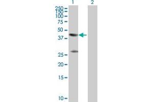 Western Blot analysis of CKM expression in transfected 293T cell line by CKM MaxPab polyclonal antibody. (CKM Antikörper  (AA 1-381))
