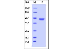 Biotinylated Cynomolgus / Rhesus macaque BCMA, Fc,Avitag on  under reducing (R) condition.