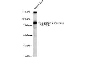 Western blot analysis of extracts of Mouse liver, using Proprotein Convertase 9(PCSK9) antibody (ABIN6133851, ABIN6145328, ABIN6145330 and ABIN6223837) at 1:1000 dilution. (PCSK9 Antikörper  (C-Term))
