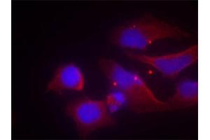 Immunofluorescence staining of methanol-fixed HeLa cells using Phospho-GRIN2B-Y1474 antibody (ABIN2988034). (GRIN2B Antikörper  (pTyr1474))