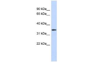 Western Blot showing OR13C5 antibody used at a concentration of 1-2 ug/ml to detect its target protein. (OR13C5 Antikörper  (N-Term))