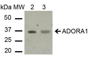 ADORA1 anticorps  (C-Term) (Atto 390)
