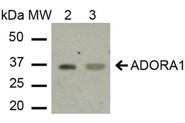 ADORA1 抗体  (C-Term) (Atto 390)