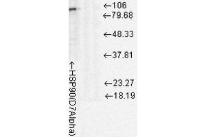 Western Blot analysis of Rat cell lysates showing detection of Hsp90 protein using Mouse Anti-Hsp90 Monoclonal Antibody, Clone D7Alpha . (HSP90 Antikörper  (FITC))