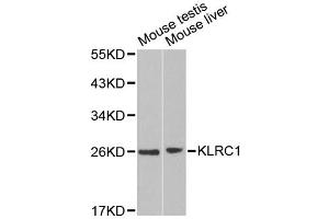 Western blot analysis of extracts of various cell lines, using KLRC1 antibody. (KLRC1 Antikörper)