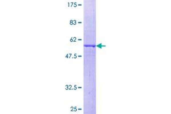 Neurexophilin 4 Protein (NXPH4) (AA 1-308) (GST tag)