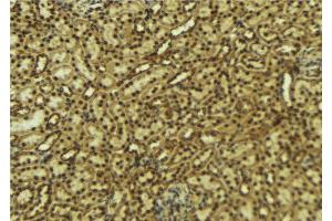 ABIN6276914 at 1/100 staining Mouse kidney tissue by IHC-P. (HCFC1 Antikörper  (N-Term))